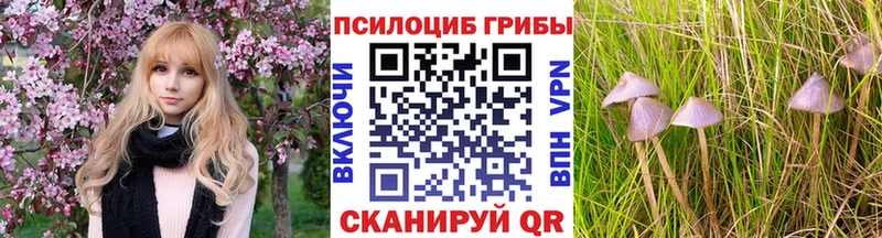 Купить где  Купино  Псилоцибиновые грибы Psilocybine cubensis 